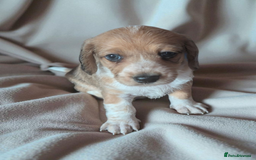 Chiweenie dogs for sale: 5 gorgeous Chiweenie puppies - Image 6
