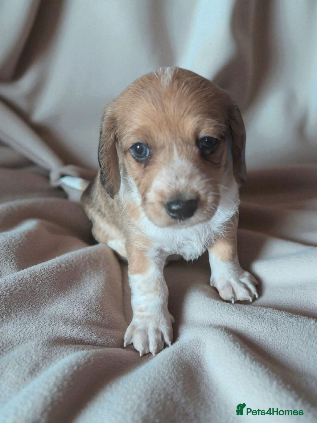 Chiweenie dogs for sale: 5 gorgeous Chiweenie puppies - Image 6