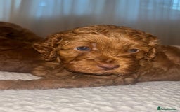 Cavapoo dogs for sale: 🐶 Adorable deep red Cavapoo Puppies  - Image 6