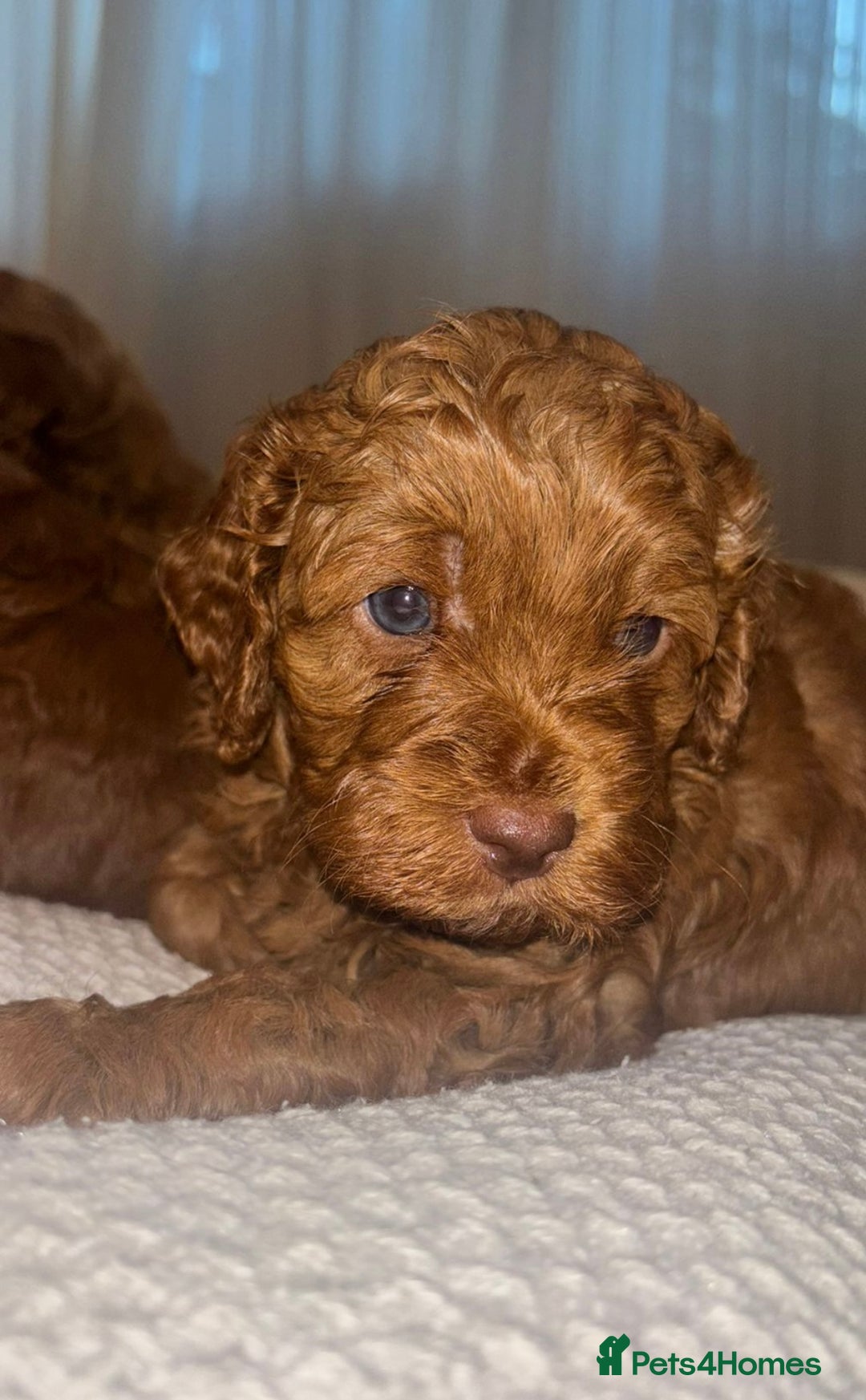 Cavapoo dogs for sale: 🐶 Adorable deep red Cavapoo Puppies  - Image 6