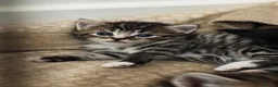 Mixed Breed cats for sale: Tabby x Bombay Kittens  - Advert 12