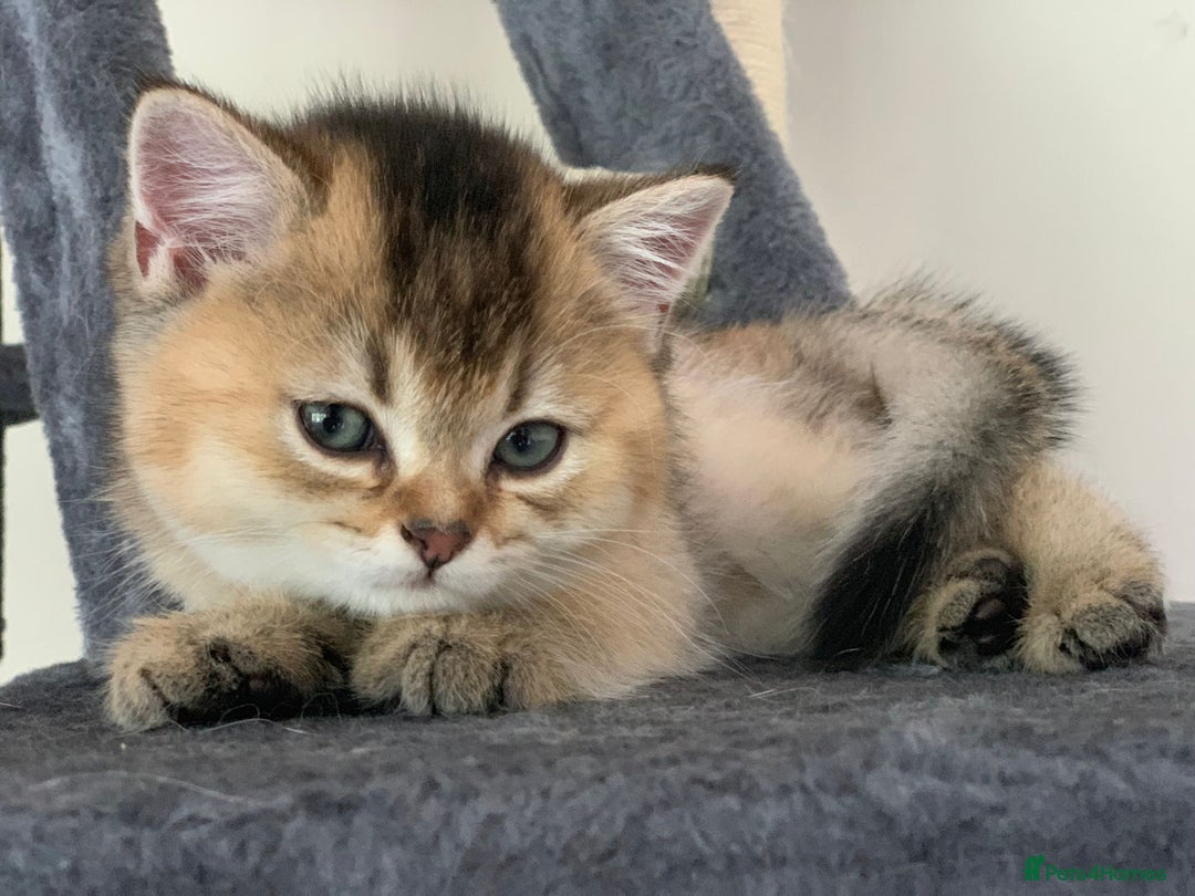 British Shorthair cats for sale: British Shorthair Kittens – Golden & Silver Shaded - Image 3