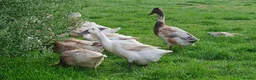 Ducks poultry for sale: Mixed welsh harlequin  - Advert 4