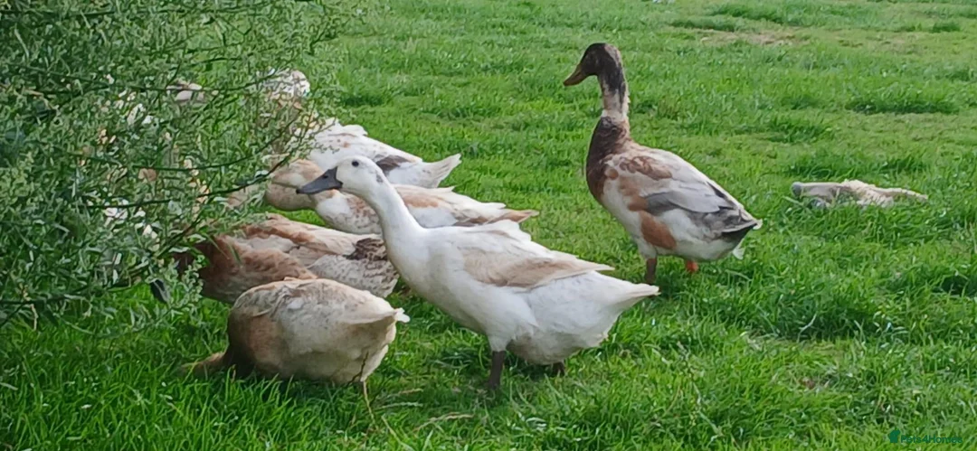 Ducks poultry for sale: Mixed welsh harlequin  - Advert 4