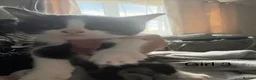 Mixed Breed cats for sale: 4 beautiful tuxedo kittens - Advert 5