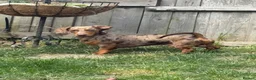 Dachshund dogs for sale: Absolutely gorgeous litter of 5 dachshund puppies - Advert 3