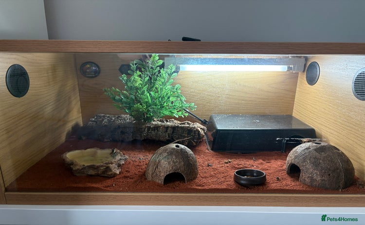 Leopard Gecko reptiles in Barnsley - Advert 8