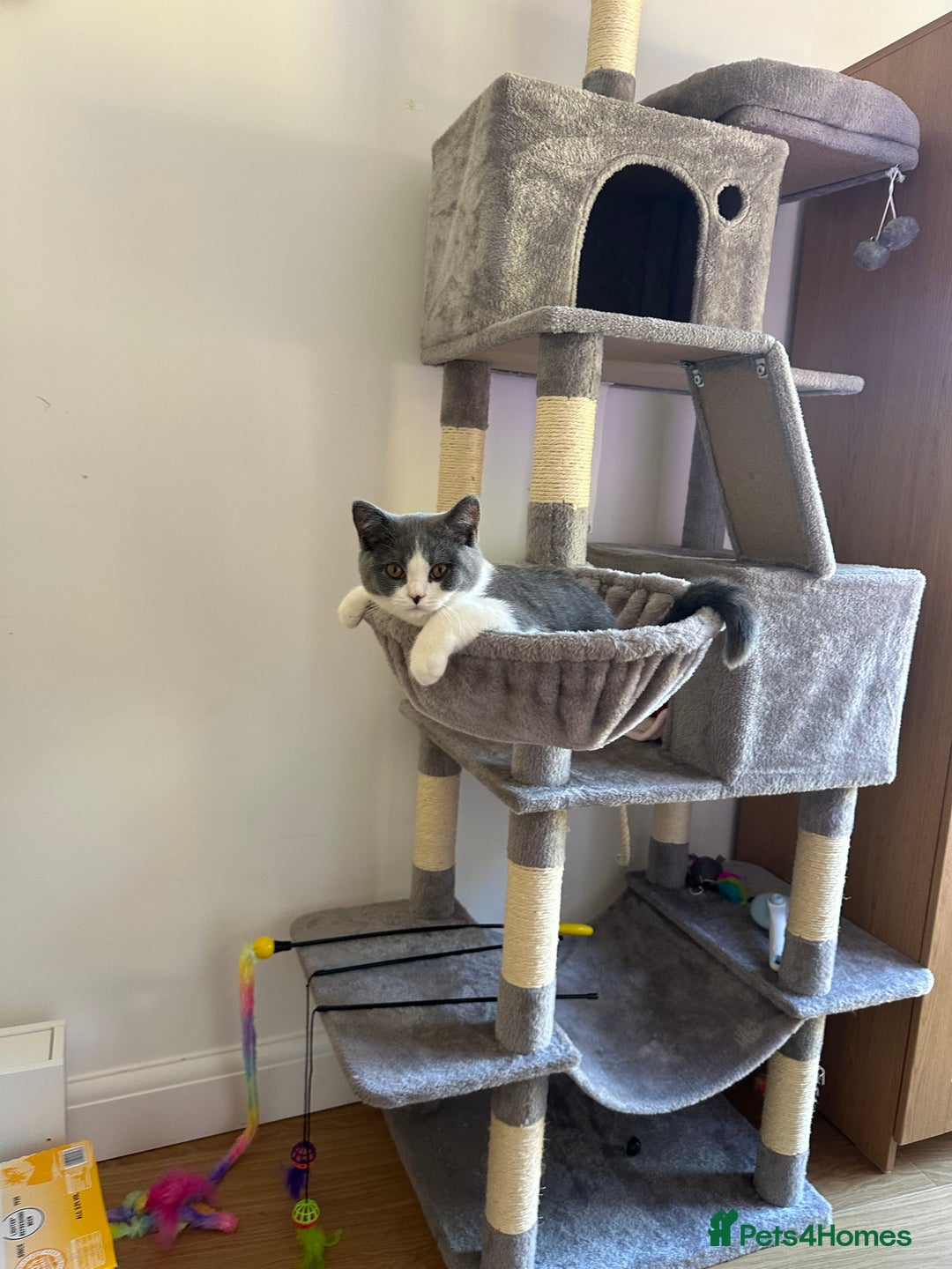 British Shorthair cats for sale: British shorthair blue and white, 4 months old  - Image 5
