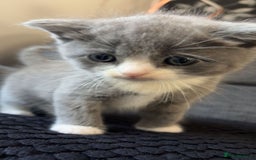 British Shorthair cats for sale: Adorable British Shorthair x Persian Kittens  - Image 25