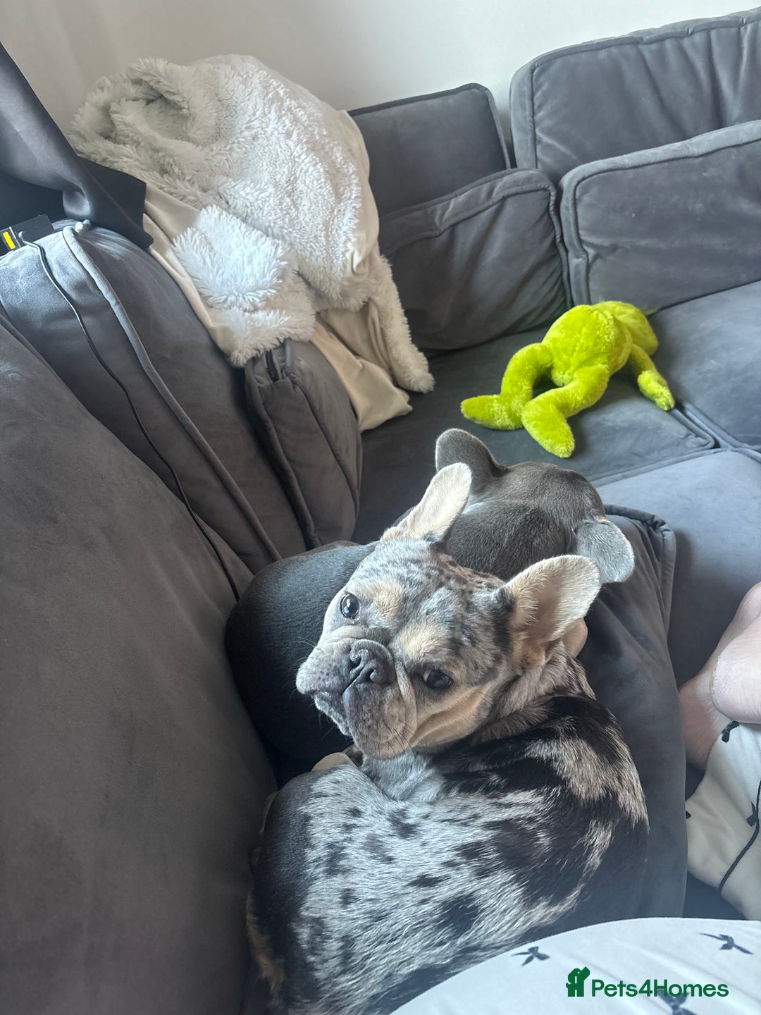 French Bulldog dogs for sale: 2 full breed 1 year old female French bulldogs  - Advert 1