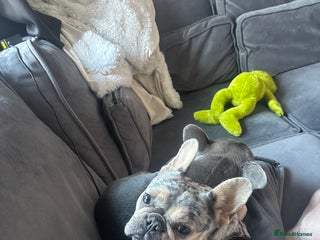 French Bulldog dogs 2 full breed 1 year old female French bulldogs - Advert 1