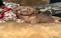 Shih Tzu dogs for sale: 💙 Stunning lilac shih tzu boy 💙 - Image 5