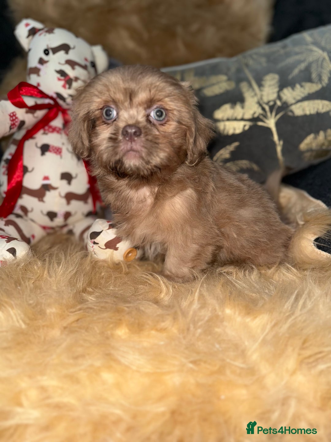 Shih Tzu dogs for sale: 💙 Stunning lilac shih tzu boy 💙 - Image 5