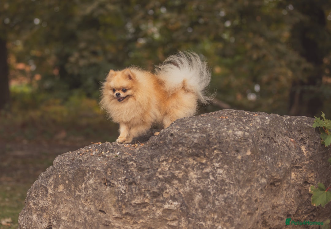 Pomeranian dogs for stud: Prince George Bridgeton 👑 - Advert 11