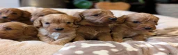 Cavapoo dogs for sale: ⭐⭐⭐⭐⭐ F1 Cavapoo puppies Health tested parents.  - Advert 2