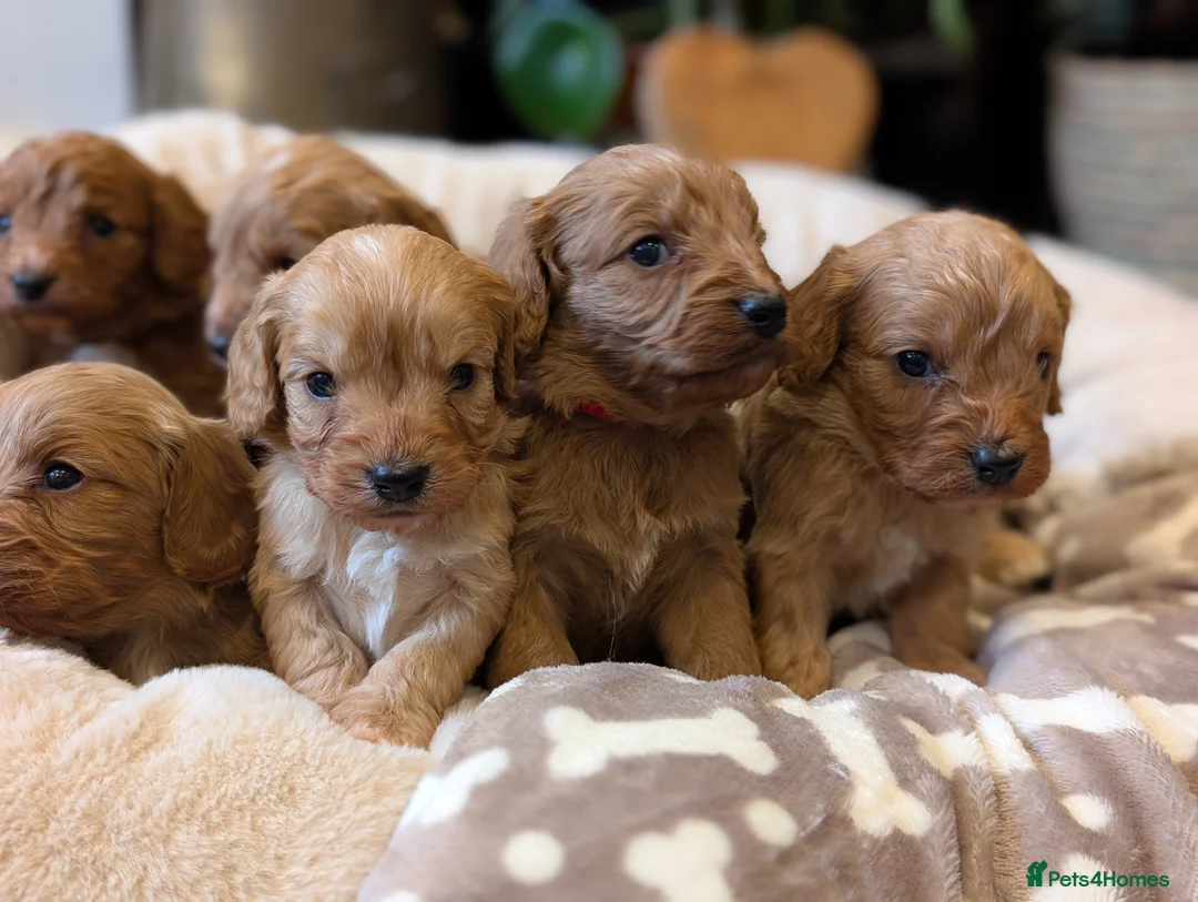 Cavapoo dogs for sale: ⭐⭐⭐⭐⭐ F1 Cavapoo puppies Health tested parents.  - Advert 2