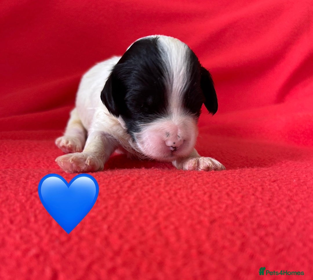 Havanese dogs for sale: 🐾 9 Havanese Puppies for Their Forever Homes 🐾 - Image 10