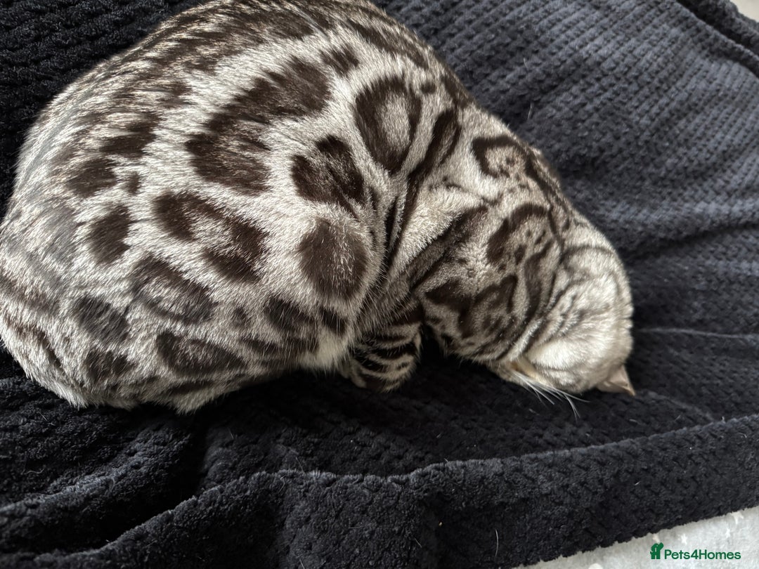 Bengal cats for sale: Silver rosetted Bengal🐆❤️ - Image 17