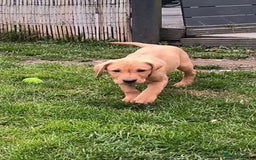 Labrador Retriever dogs for sale: Stunning working Labrador pups KC registered  - Image 10