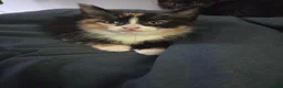 Mixed Breed cats for sale: 3 Fluffy Female Kittens For Sale - Advert 7
