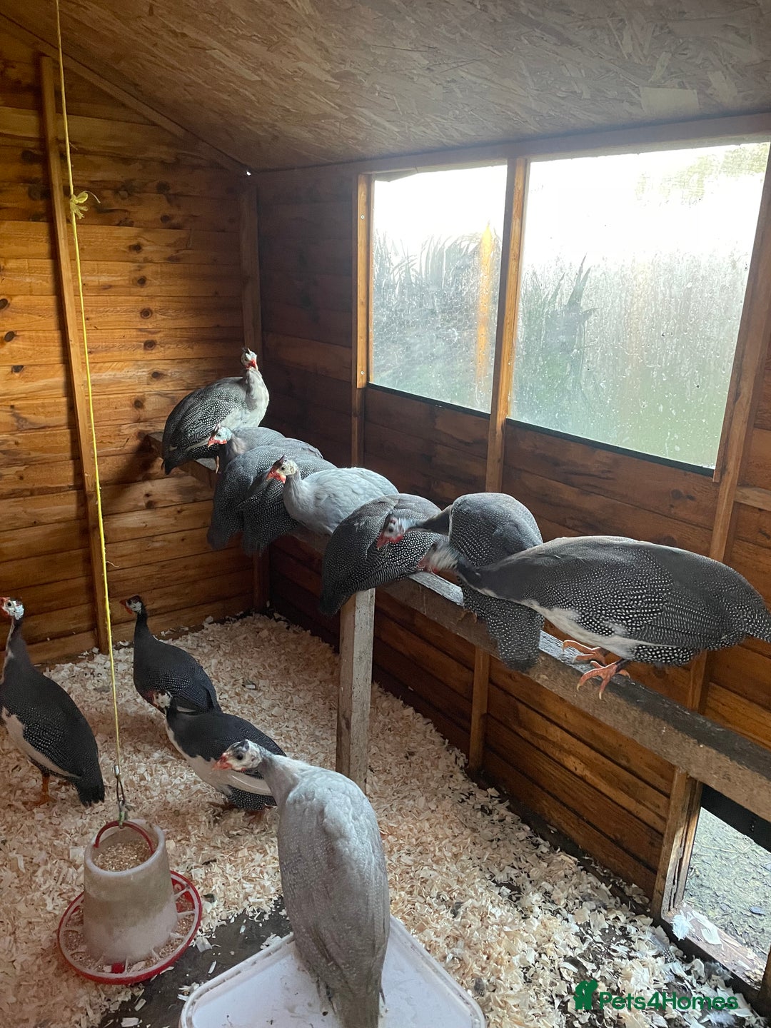 Guinea Fowl poultry for sale: Guinea fowl - Advert 1