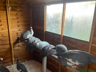 Guinea Fowl poultry Guinea fowl - Advert 4