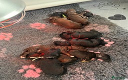 Australian Labradoodle dogs for sale: Home raised, DNA tested, Australian Labradoodles - Image 4