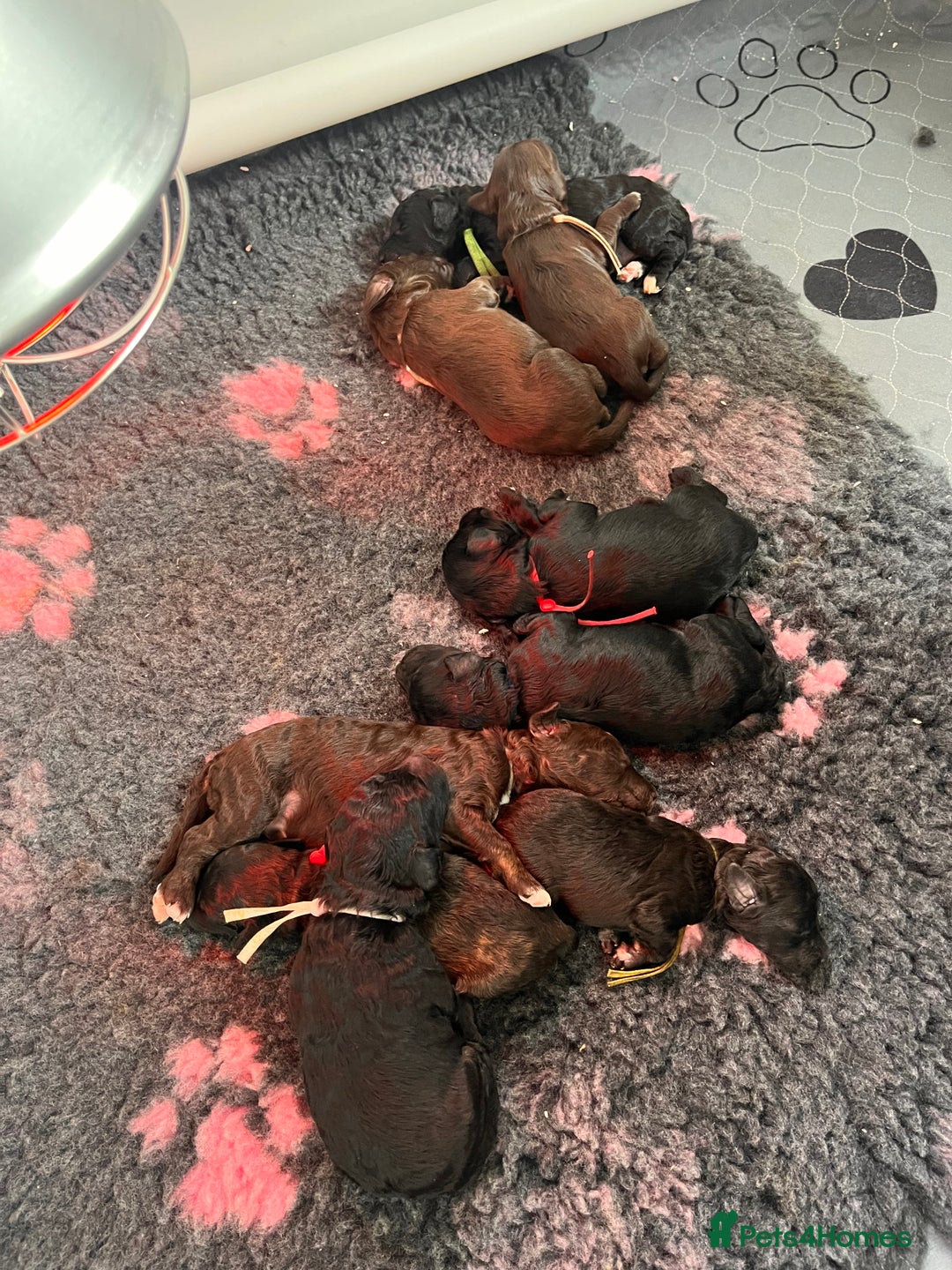 Australian Labradoodle dogs for sale: Home raised, DNA tested, Australian Labradoodles - Image 4