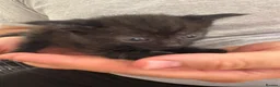 Mixed Breed cats for sale: 5 kittens  - Advert 4