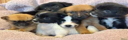 Pomchi dogs for sale: Pomchi in Hull - Advert 12