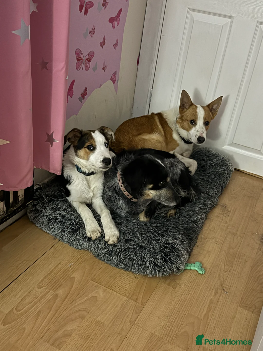 Border Collie dogs for sale: Border collie ( with part spaniel ) - Advert 3