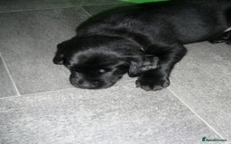 Labrador Retriever dogs for sale: Labrador puppies -1 black girl & 3 black boys left - Image 14