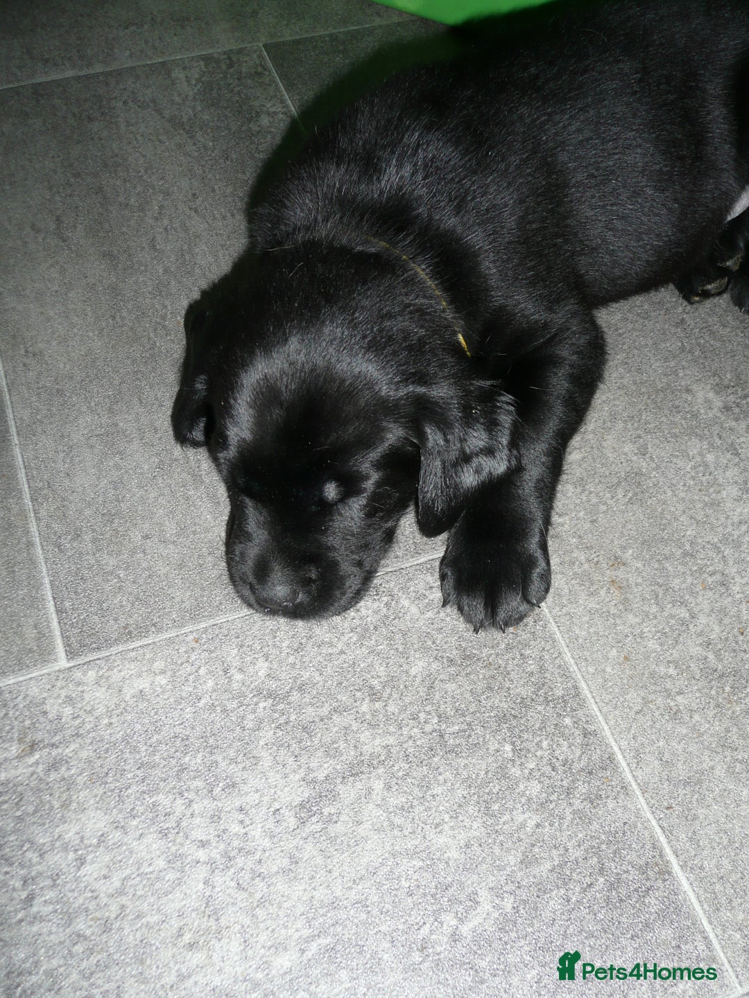 Labrador Retriever dogs for sale: Labrador puppies -1 black girl & 3 black boys left - Image 14