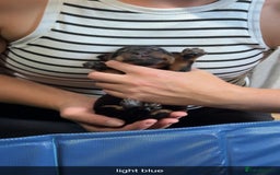 Rottweiler dogs for sale: Rottweiler puppies  - Image 5