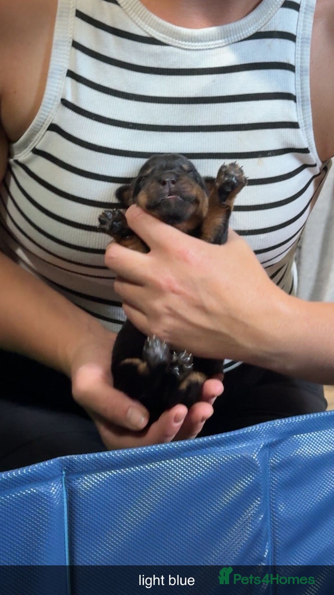 Rottweiler dogs for sale: Rottweiler puppies  - Image 5