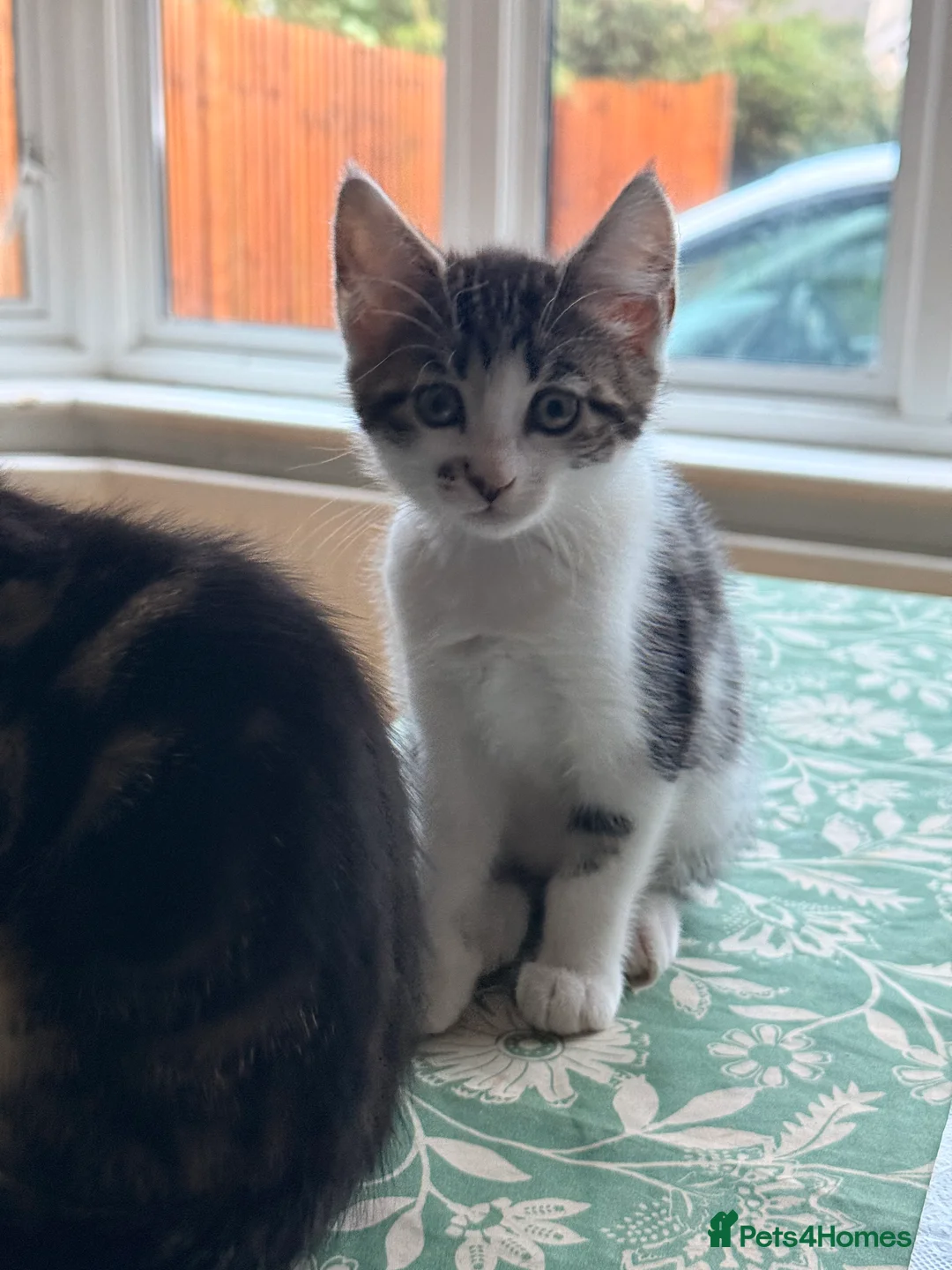 British Longhair cats for sale: Four adorable kittens! - Advert 8