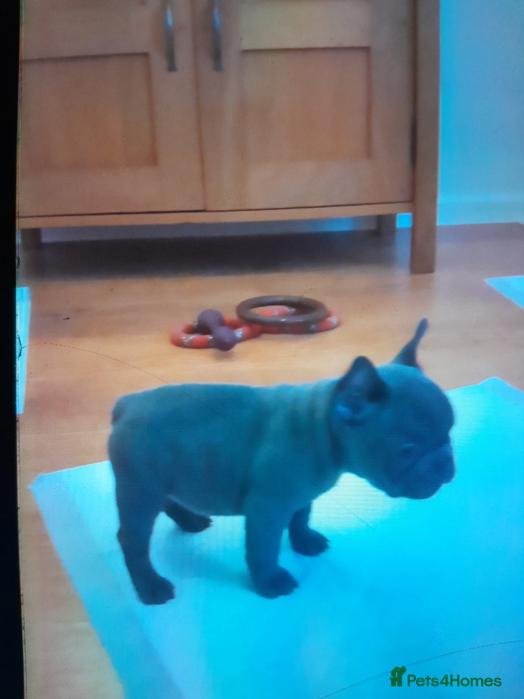 French Bulldog dogs for sale: Quality World class French bulldogs !!!! - Image 4