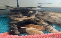 Maine Coon cats for sale: 2 Mainecoon boys - Advert 4