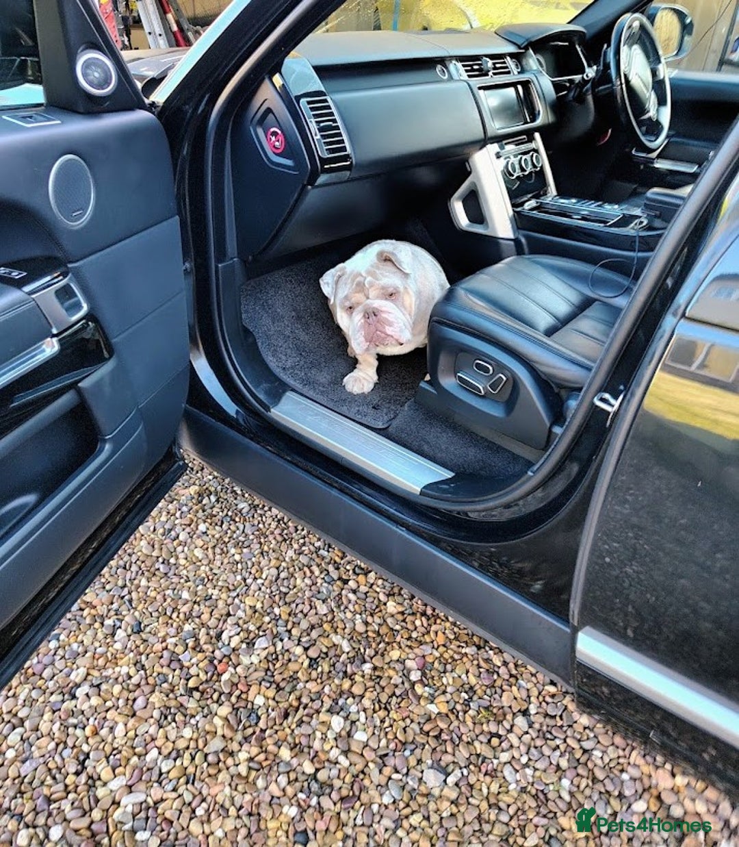 English Bulldog dogs for sale: English Bulldog – Male – 16 Months Old - Advert 6