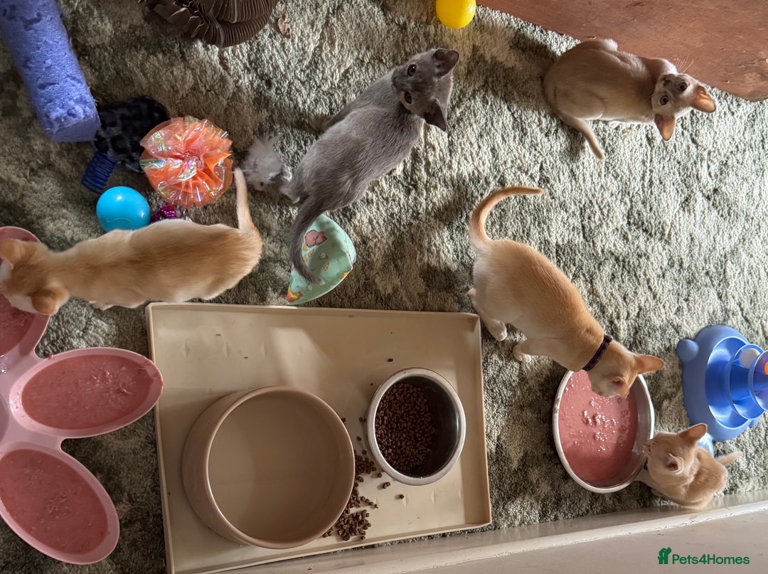 Burmese cats for sale: A fantastic litter of 7 Burmese babies  - Image 19