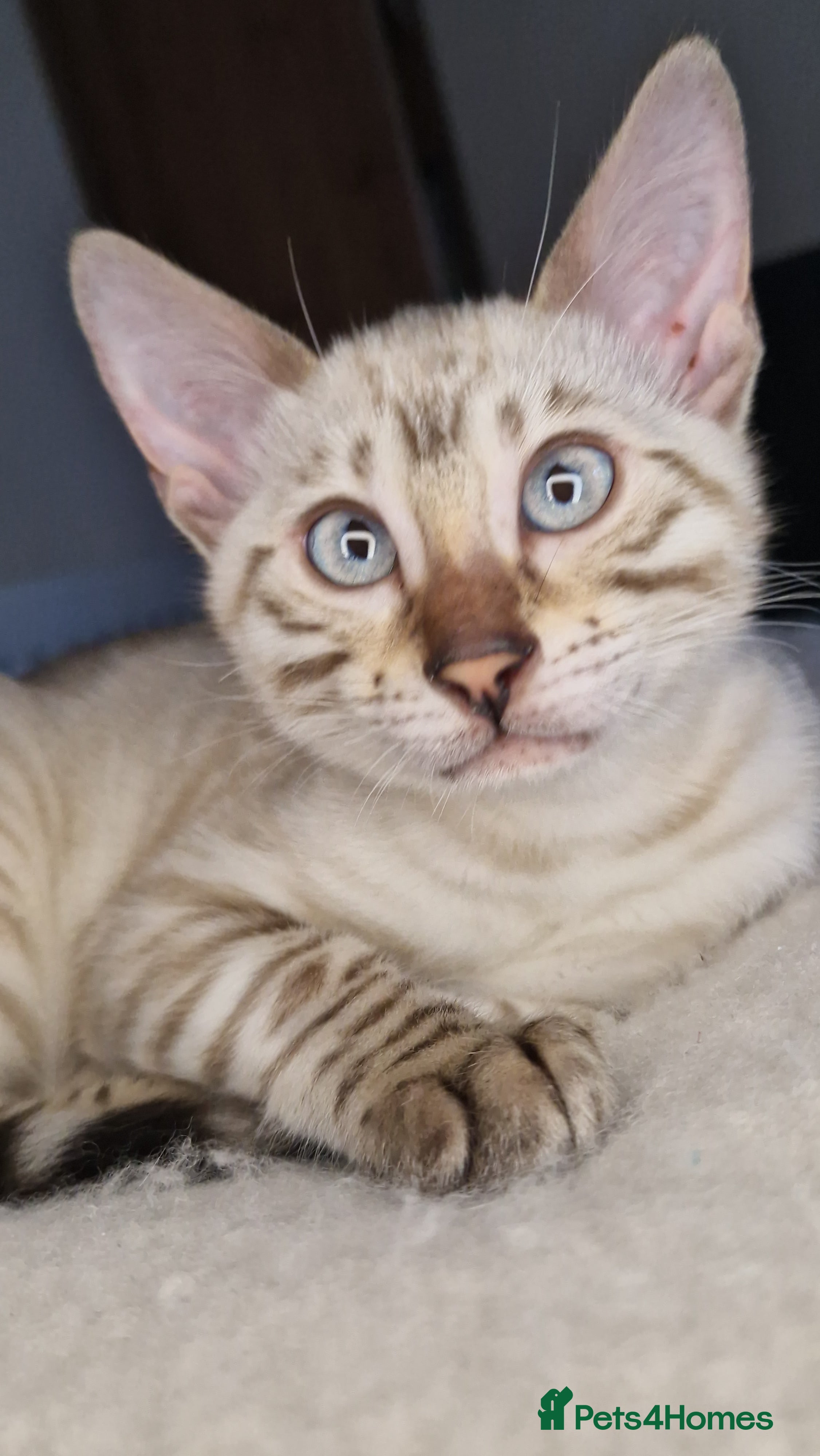 Bengal cats Snow Silver Glittered Bengal girl. - Advert 12