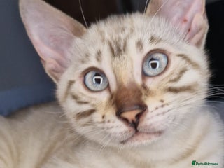 Bengal cats Snow Silver Glittered Bengal girl. - Advert 4