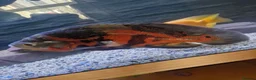 Plecos fish for sale: Mixture Of Fish in Great Yarmouth - Advert 2