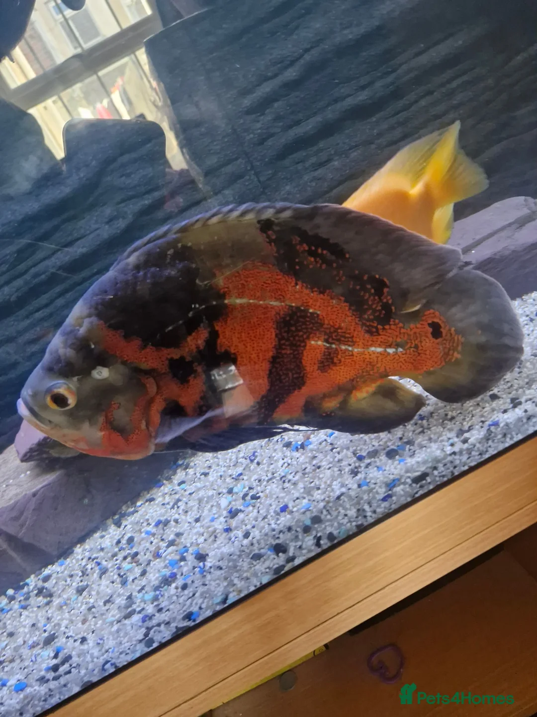 Plecos fish for sale: Mixture Of Fish in Great Yarmouth - Advert 2
