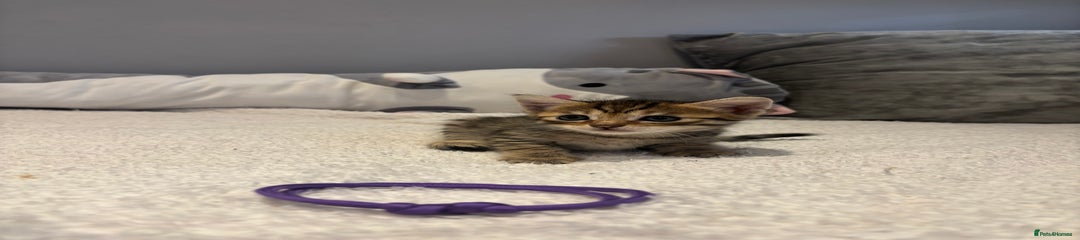 Savannah Kitten 6