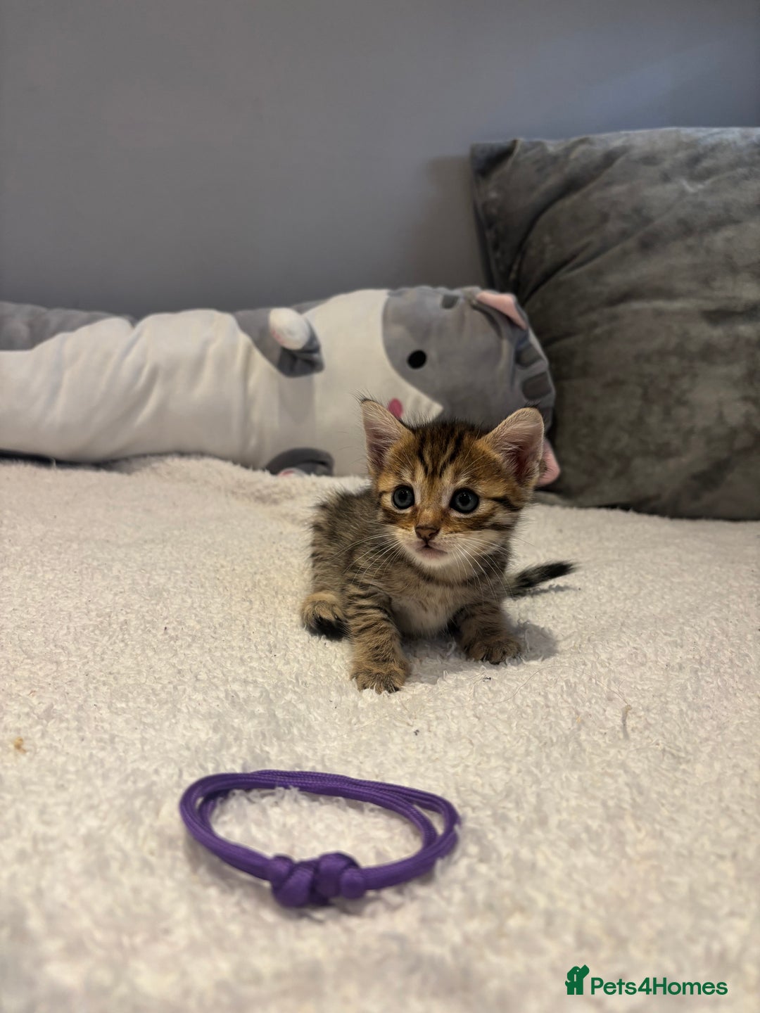 Savannah cats for sale: Savannah x kittens  - Image 7