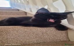 Maine Coon cats for sale: Very good price - Image 13