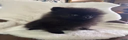 Pomeranian dogs for sale: Russian/Taiwan Pomeranian puppies - Advert 9