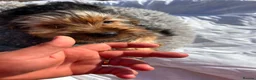 Yorkshire Terrier dogs for sale: Yorkshire terriers  - Advert 12