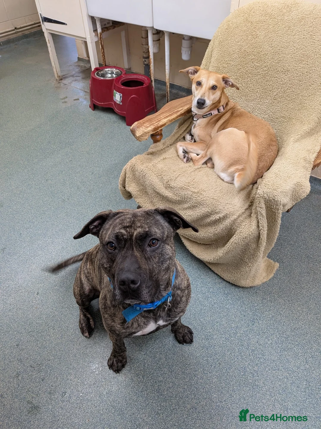 Mixed Breed dogs for adoption: Sara  - Advert 1